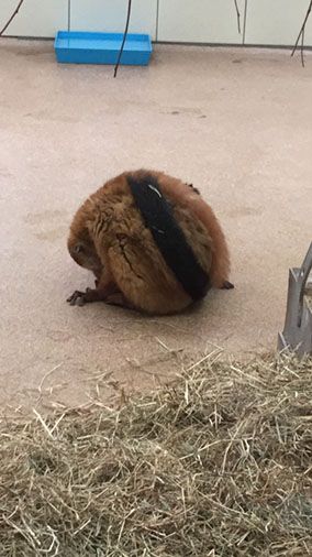 Endlich wieder Zooschule! - 2