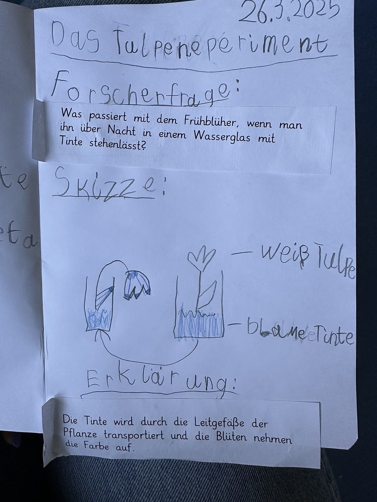 Protokoll des Tulpenexperiments inklusive Skizze