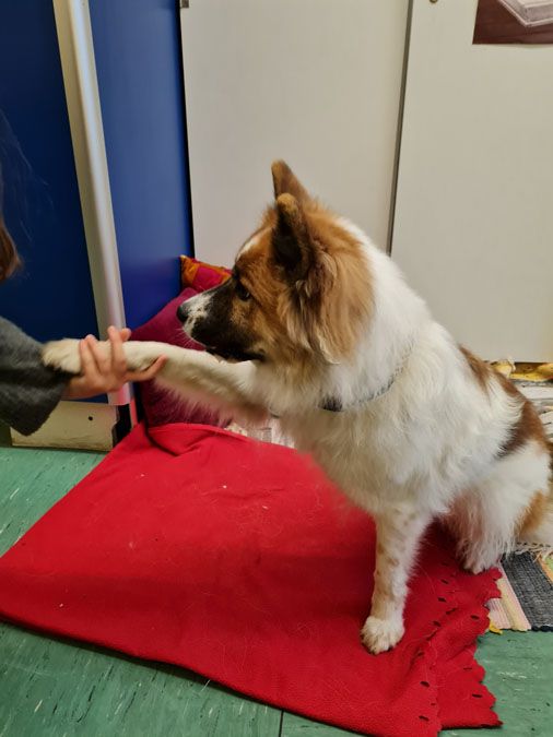 Lesehund an der GGS - 4