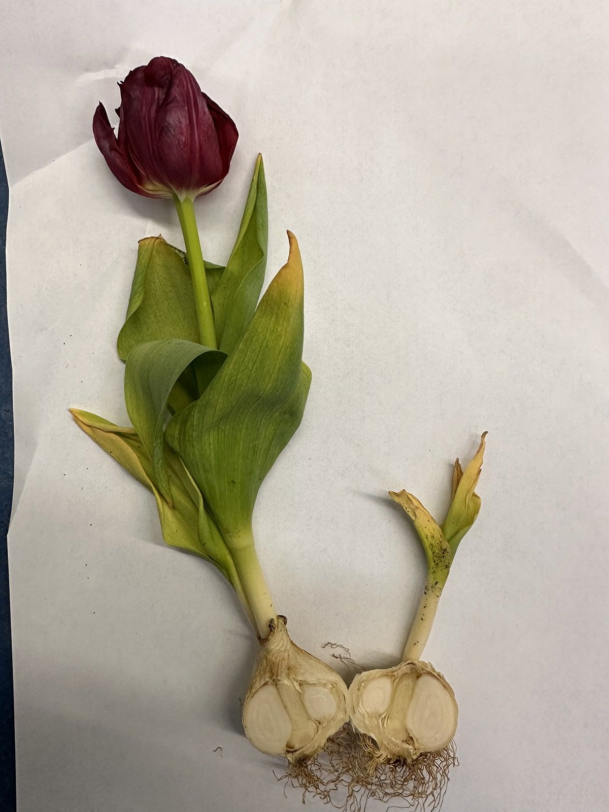 Tulpe mit aufgeschnittener Zwiebel