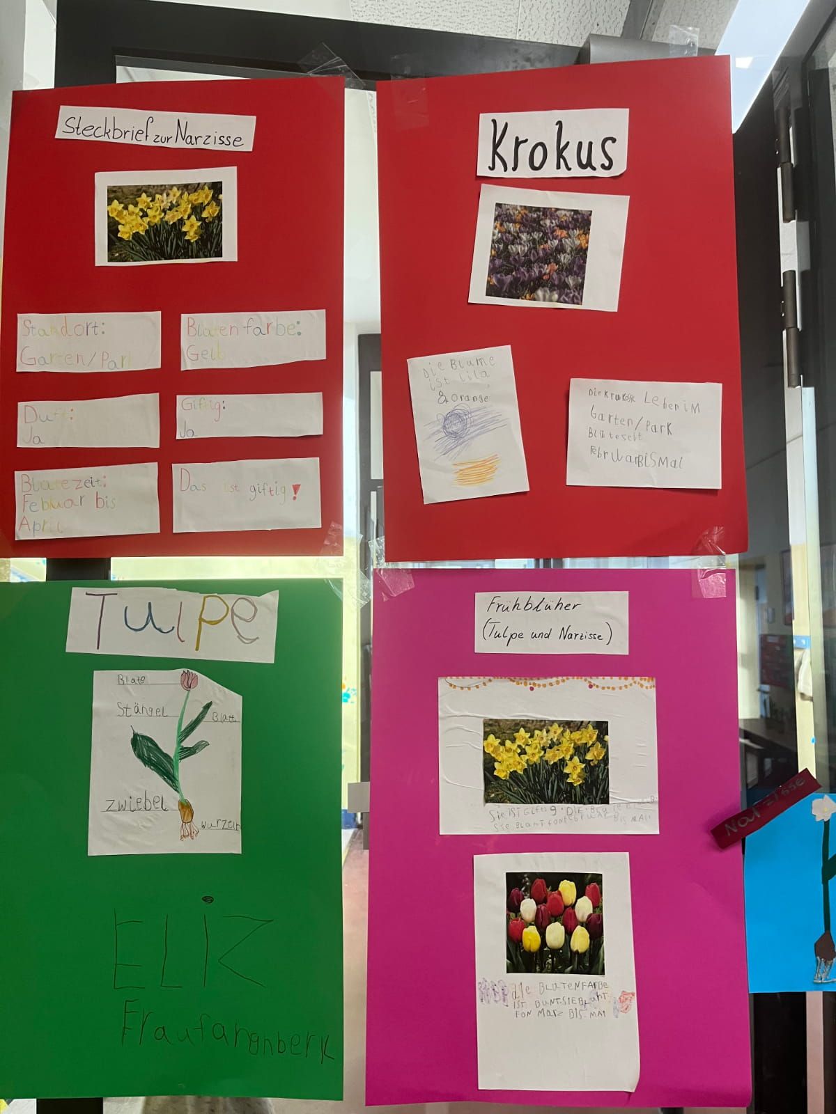 vier Plakate zum Thema Frühblüher