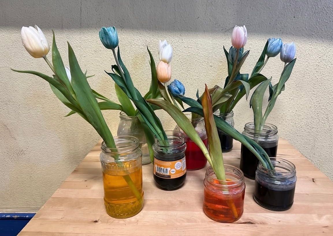 mehrere Tulpen stehen in Gläsern mit farbigem Wasser, um diese zu färben