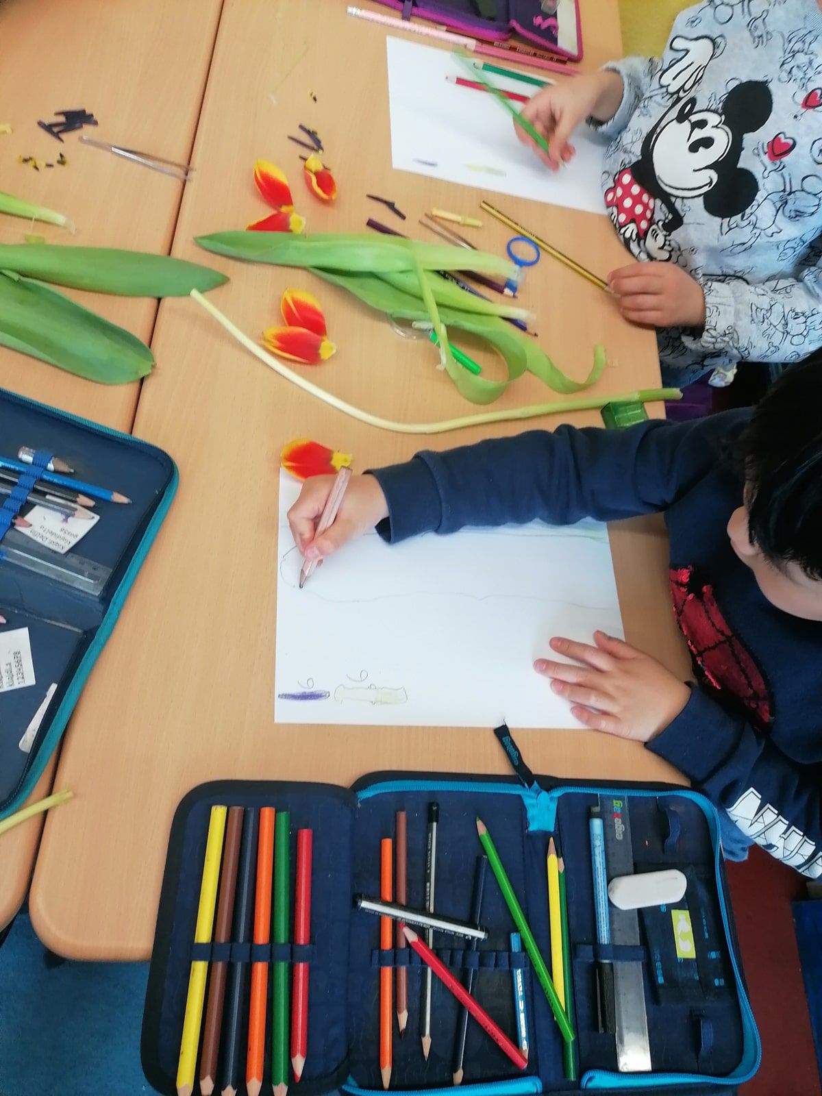 Die Tulpe - 3