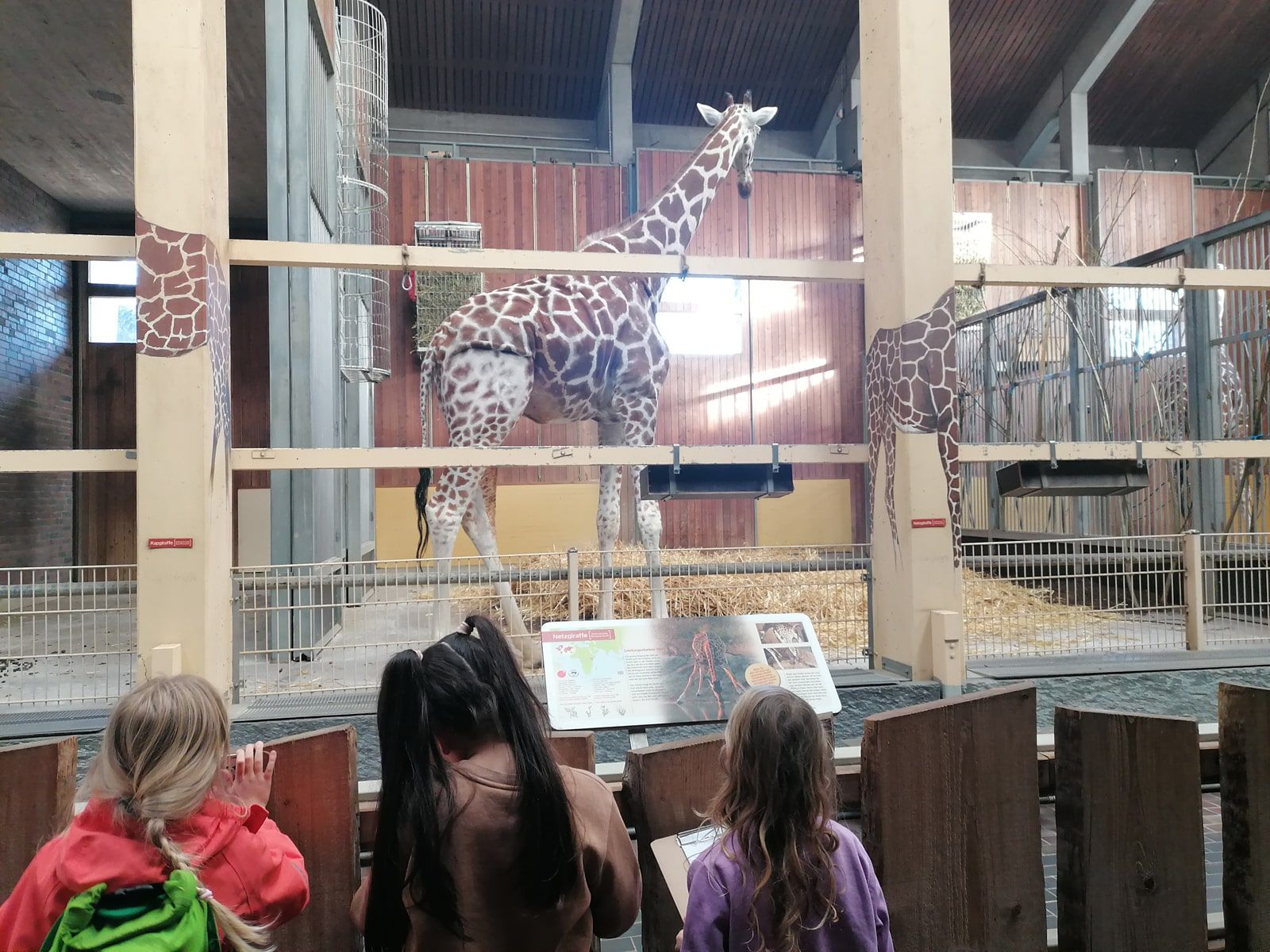 Delfine zum ersten Mal in der Zooschule - 7