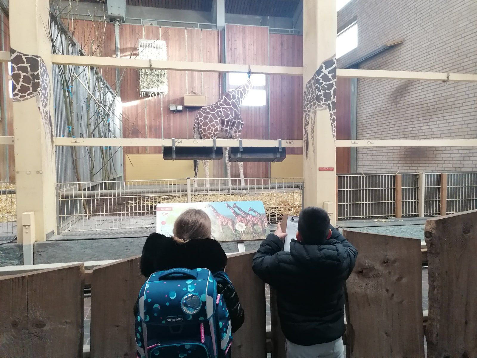 Delfine zum ersten Mal in der Zooschule - 8