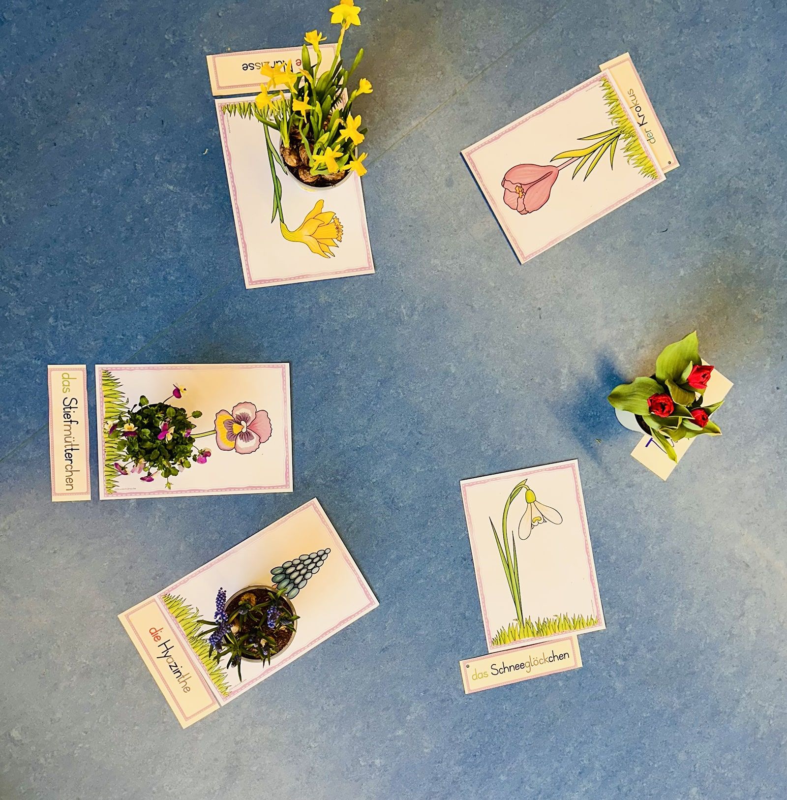 Sechs Karten mit gezeichneten Frühblühern und echten Blumen