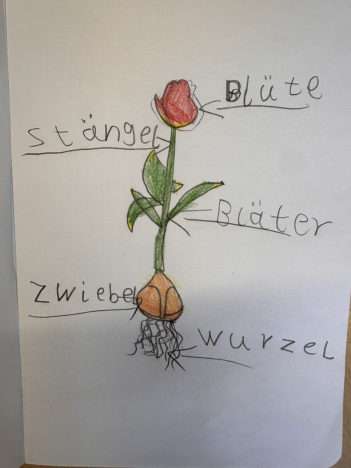 Gezeichnetes Schema eines Frühblühers