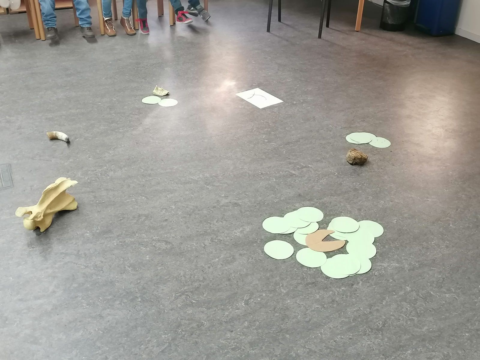 Delfine zum ersten Mal in der Zooschule - 6