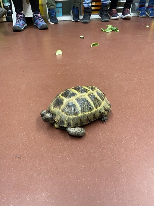 Tierischer Besuch bei den Robben - 1
