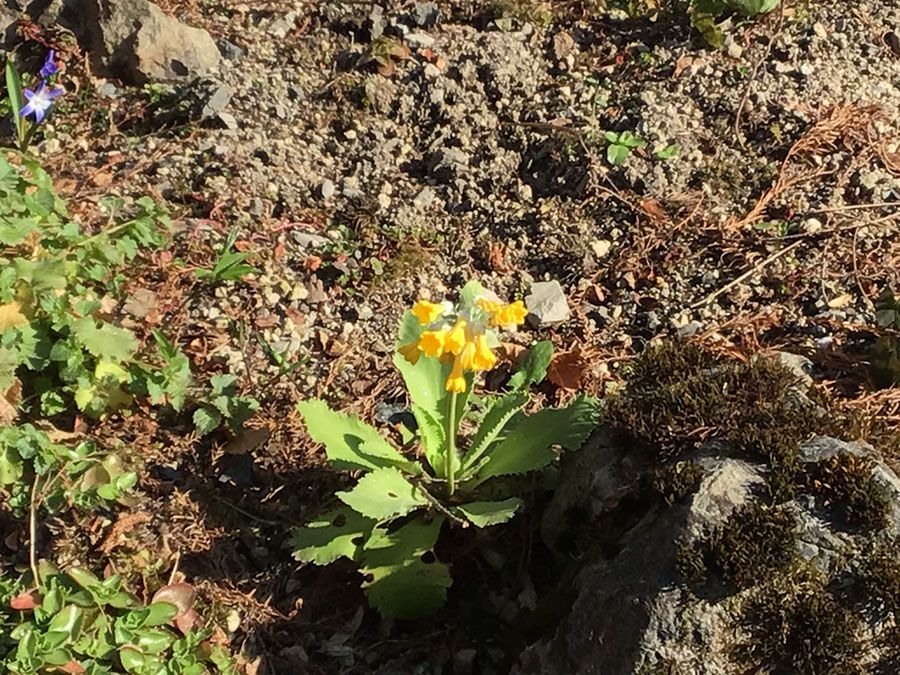 Ich lieb den Frühling - 3