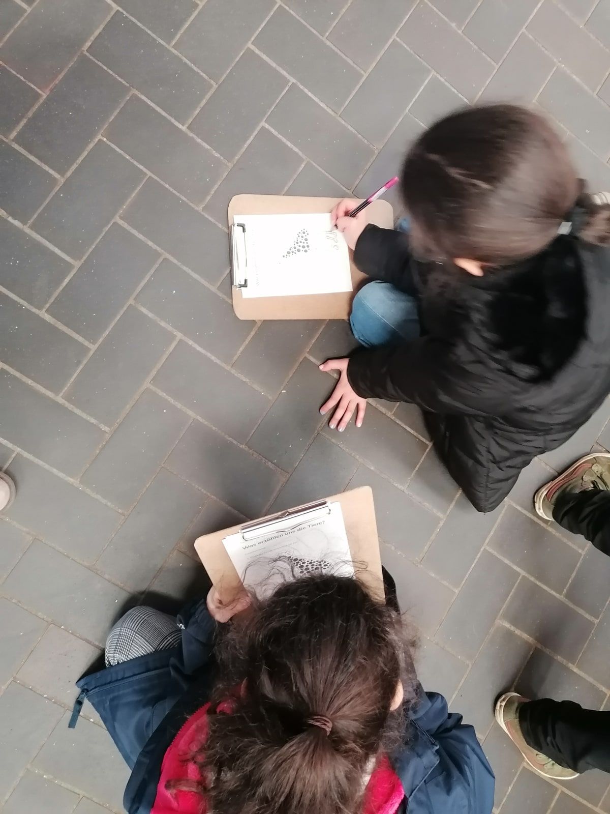 Delfine zum ersten Mal in der Zooschule - 9